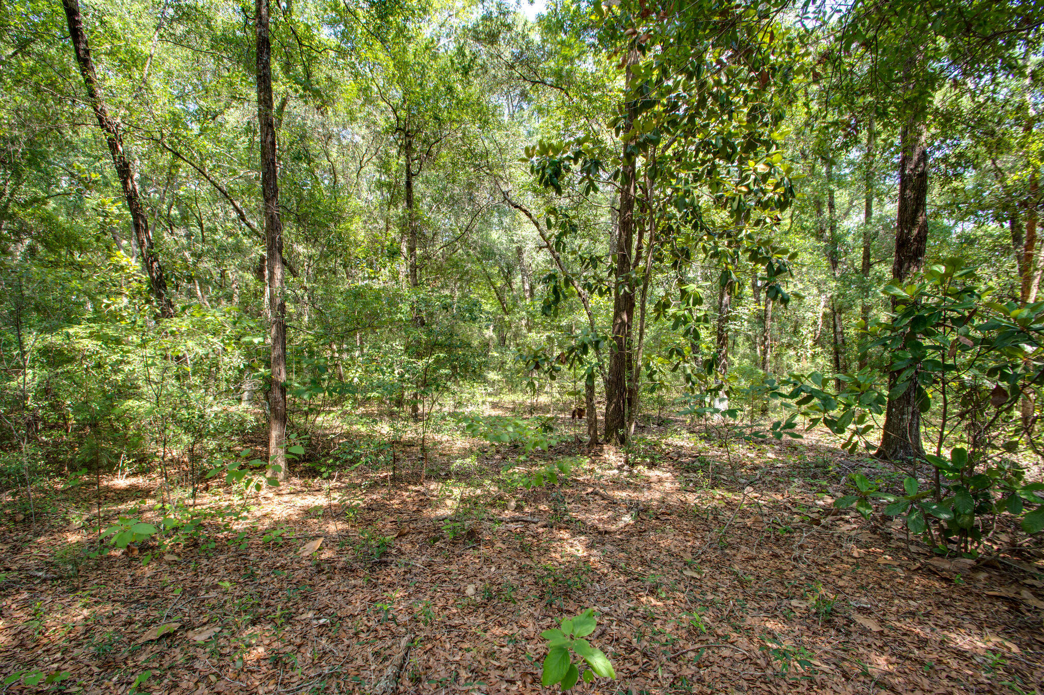 HAMMOCK BAY - Land