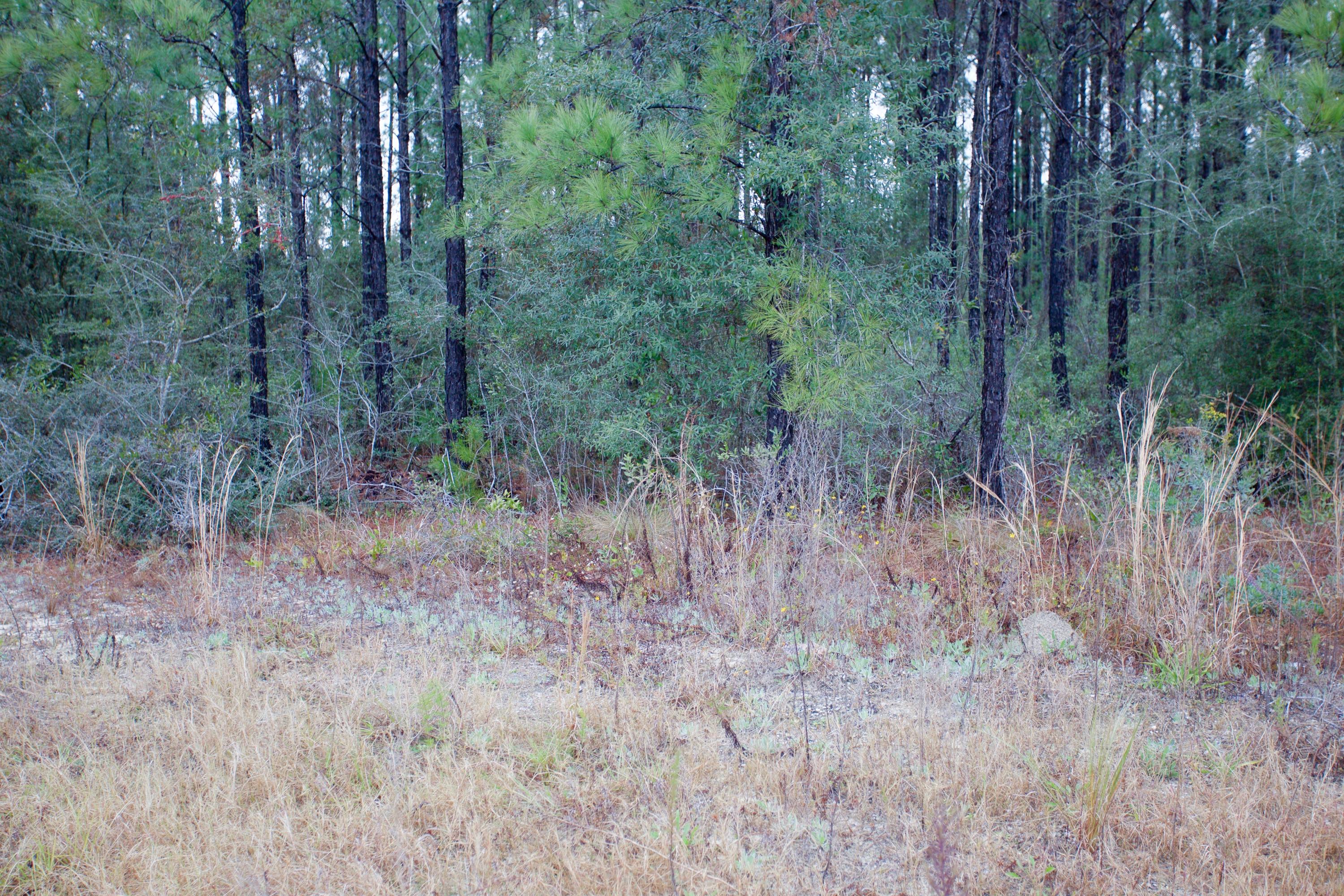 HAMMOCK BAY - Land