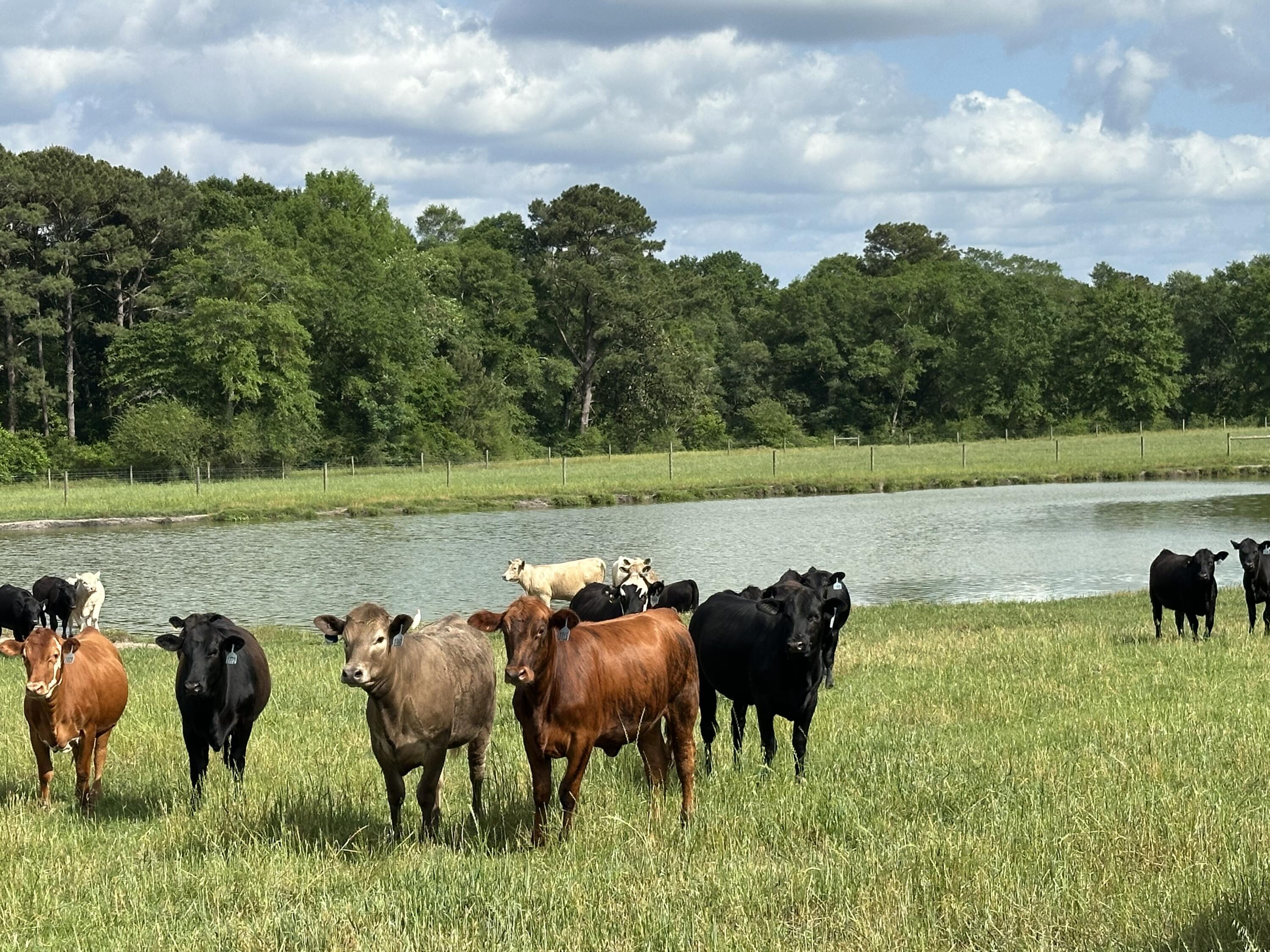 Millside Ranch: A Premier Cattle Ranching Opportunity in Laurel Hill, FL

Discover Millside Ranch, an exceptional 261.6-acre turnkey cattle ranch nestled in the picturesque landscape of Laurel Hill, Florida. Just a short drive north of the renowned Destin area, this property boasts convenient access to I-10 and Highway 85, making it an ideal location for both ranching and recreation.

This fully operational ranch is set against the stunning backdrop of North Florida's rolling hills, characterized by abundant rainfall that supports high-quality grass and impressive hay yields. The property is meticulously fenced and cross-fenced, featuring a well-maintained cattle pond and state-of-the-art high fencing surrounding 90% of the ranch. Millside Ranch is adorned with magnificent oak trees, providing serene spots for potential home sites and shaded areas for cattle to rest during the hot summer months. A solar-powered well ensures a reliable water source year-round, while the scenic Horsehead Creek, with its beautiful white sand bottom and rock crossing, adds to the ranch's charm. The fertile bottomland is perfect for excellent deer hunting and is further enhanced by Mack Branch, which feeds into Horsehead Creek.
Ranked highly on the USDA conservation list, this ranch has participated in various conservation programs, including fencing off the creeks from cattle, promoting sustainable farming practices. The property has also been fertilized and planted, offering the potential for high crop yields.
Millside Road is a dirt road poised for future paving according to county development plans, with the Laurel Hill water system and Chelco power accessible along the route. Located in proximity to the "Luckiest Fishing Village in the World," this ranch is surrounded by North Florida's world-class fishing, seafood, and top-quality beef produced on-site.
Embrace the tranquility of sunrise and sunset while watching the fog rise over Horsehead Creek. Experience the soothing sounds of nature as the cattle graze and deer venture into the fields at dusk. The seller would like to lease back the farming rights for three years, with opportunities to discuss a home site release from farming activities.
Don't miss this chance to own a piece of North Florida's agricultural charmMillside Ranch awaits your vision!
Shown by Appointment only. Caution: Working Ranch.