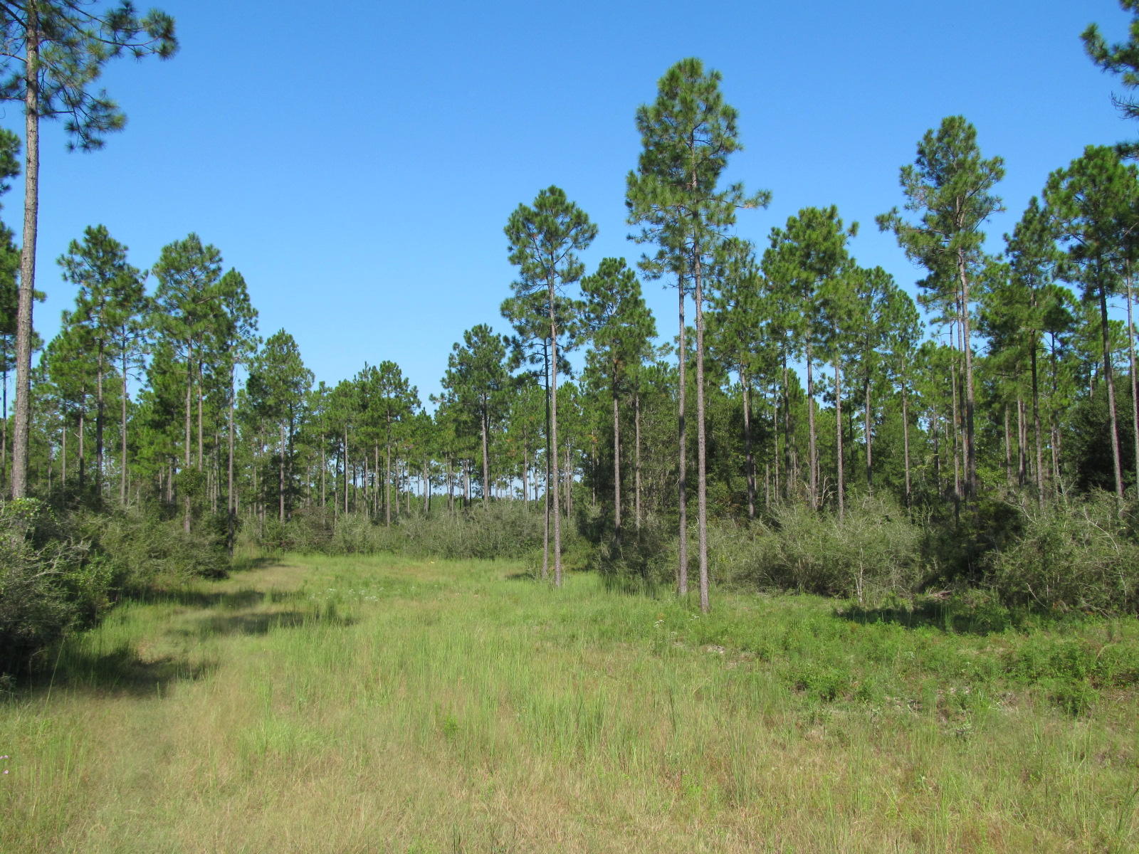Walton Plantation - Land