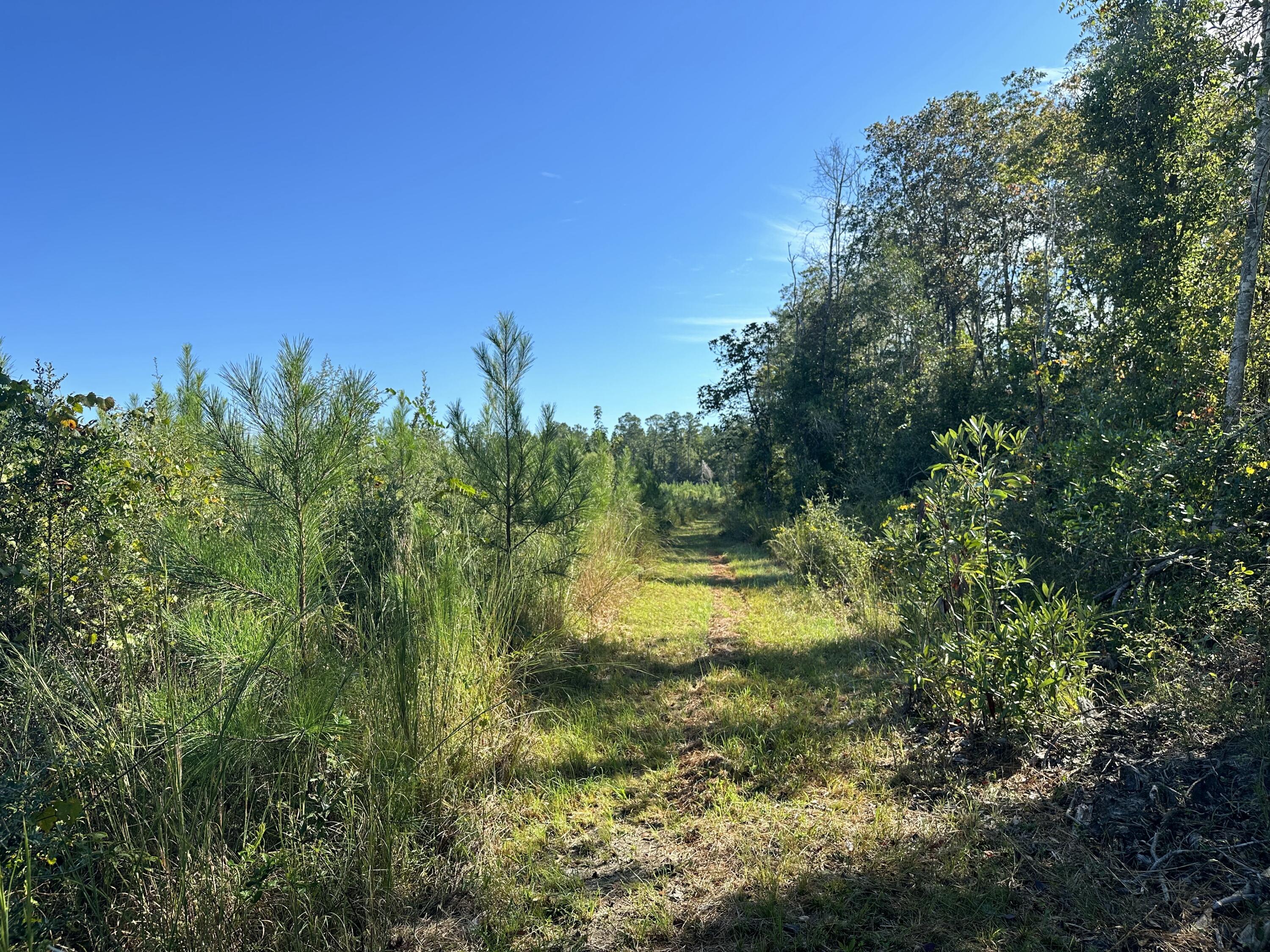 Buck Tyner is newly paved!! North West Florida! 03 +/- Miles from Hwy 85, Parcel J is a 10 AC+/- parcel with additional land available if you desire a bigger piece of paradise for your building plans! Location Country Get Away! Bring the Horses and Barndominimum Plans Today! Lots of deer tracks, Hard Woods, and planted pines ready for the recreational getaway or hobby farm! Water flows, and the stars still shine brightly from here! The county is working on a paving plan for Millside. Wonderful location for a first or second home! ATTENTION: viewing is by appointment only - Property is currently under 2024-2025 Hunting Season lease which ends July 31, 2025.