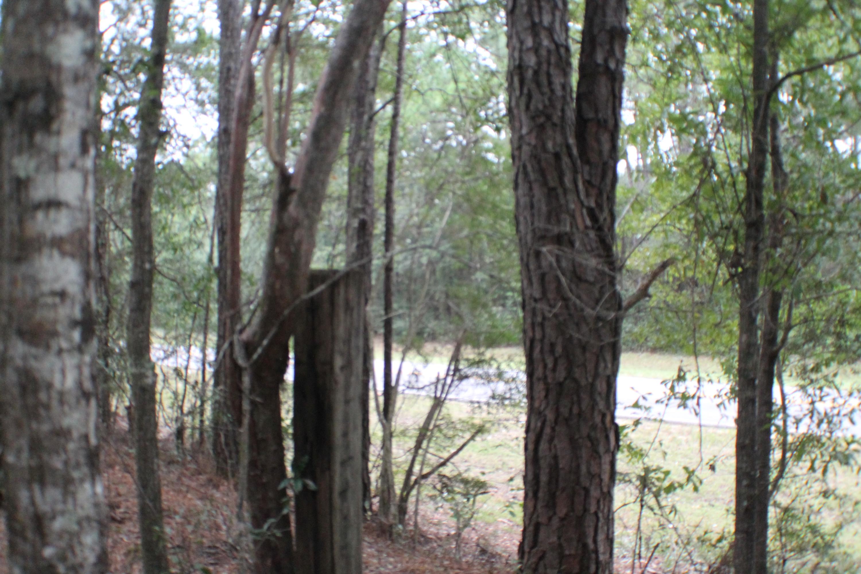 Beautiful Home site with mature trees on a paved road! This parcel is just north of 90 in the Baker Milligan area! Quick drive to Crestview shopping or down PJ Adams to the Army and Air Force Bases!
The county GIS attached shows its well out of the flood zone. ATTENTION DEVELOPERS! The County may allow a minor division of land for up to 7 home sites! Bring your house plans!