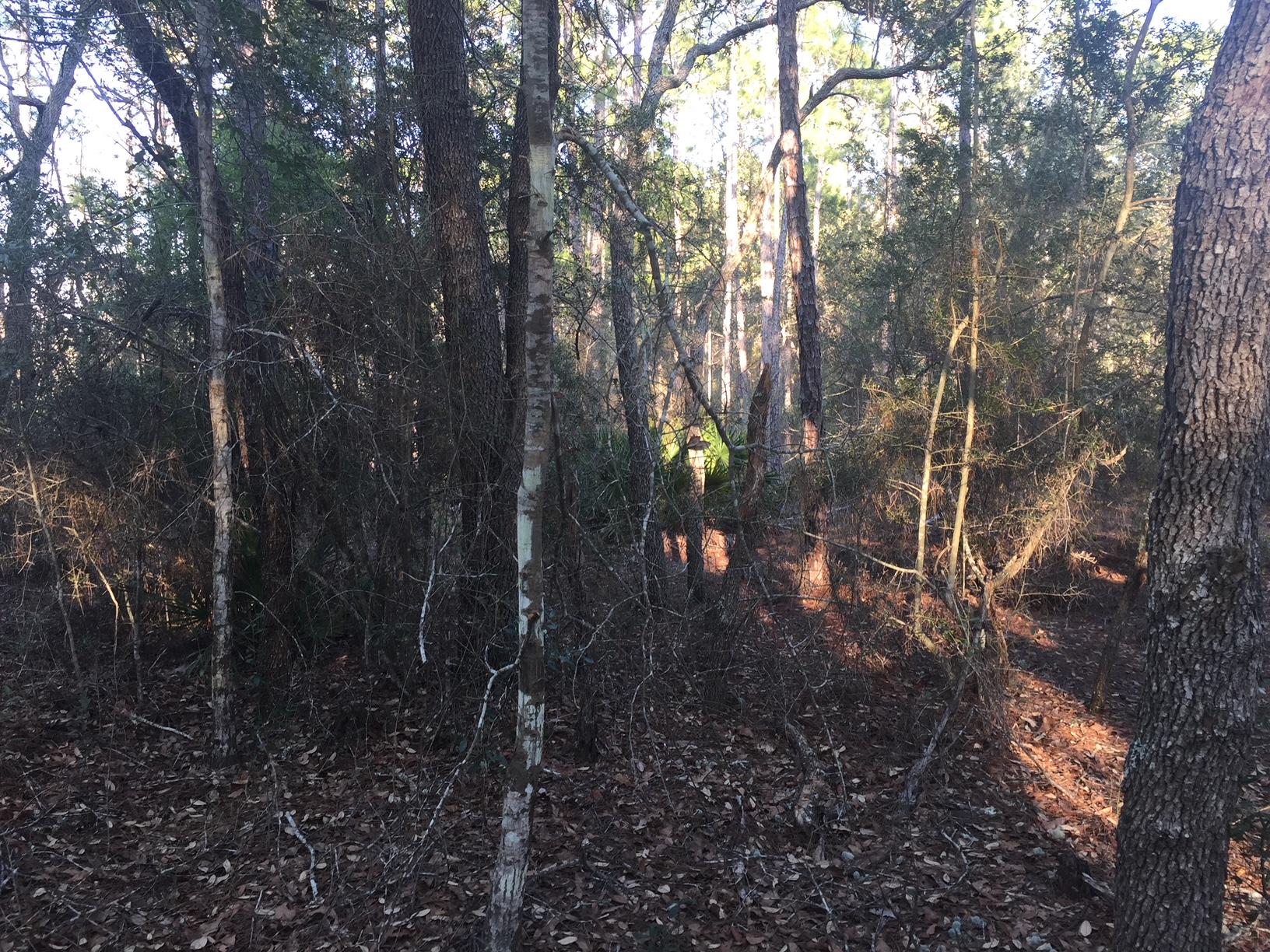 black creek - Land