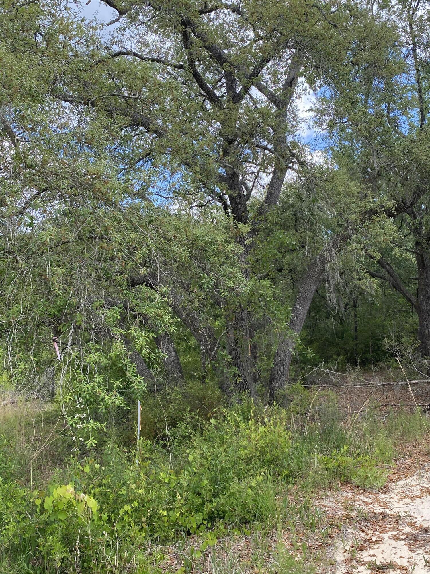 Bream Pond - Land