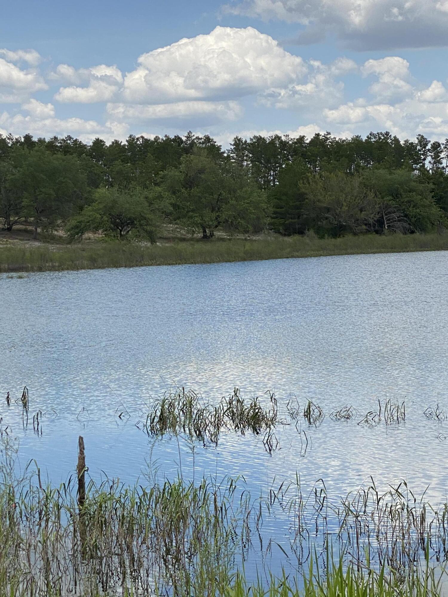 Bream Pond - Land