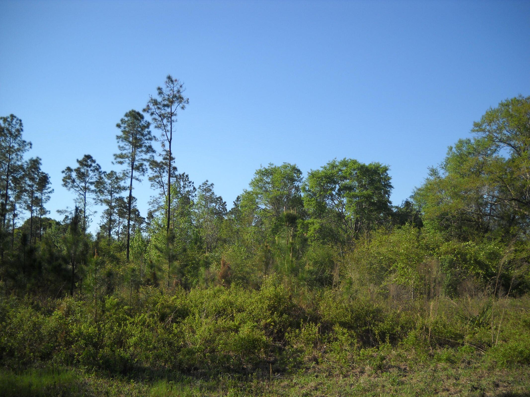 Canopy Crossing - Land