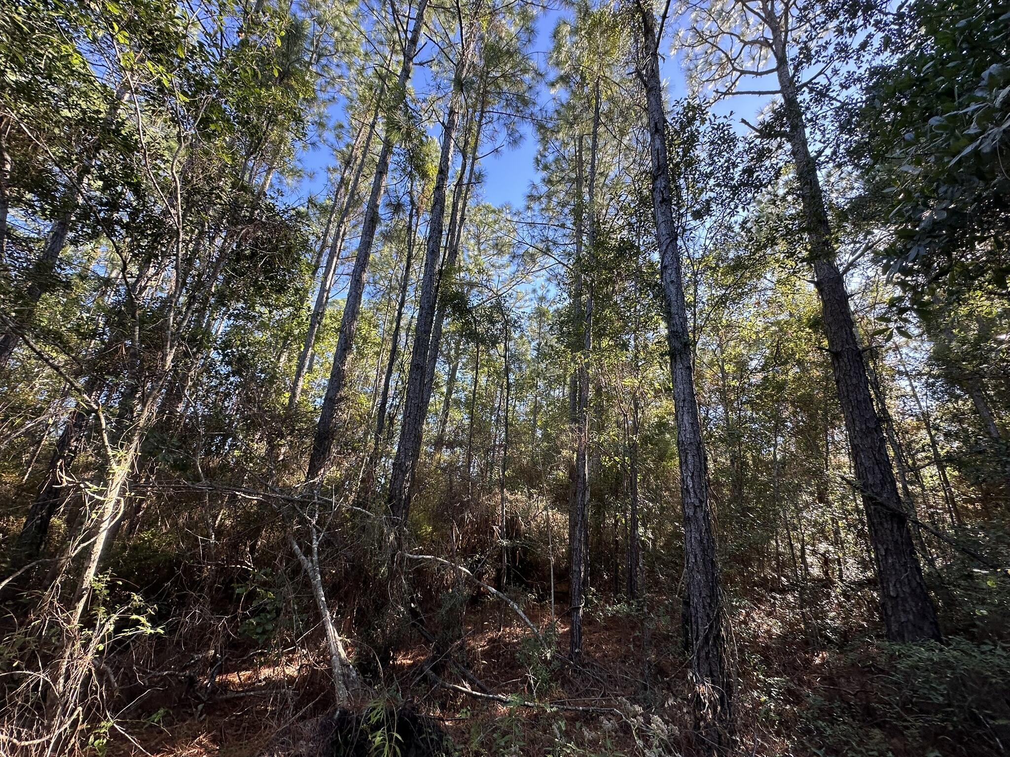 HARBOUR OAKS - Land