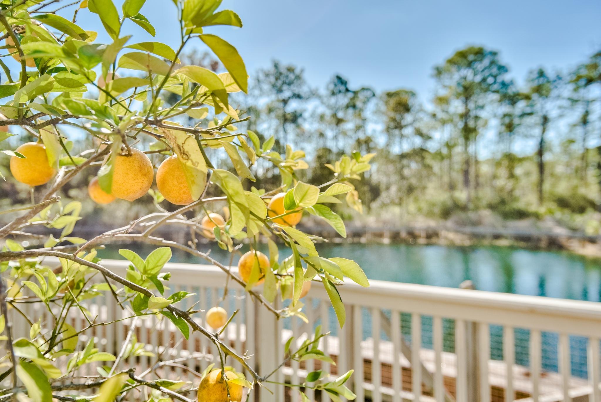 NATUREWALK AT SEAGROVE - Residential