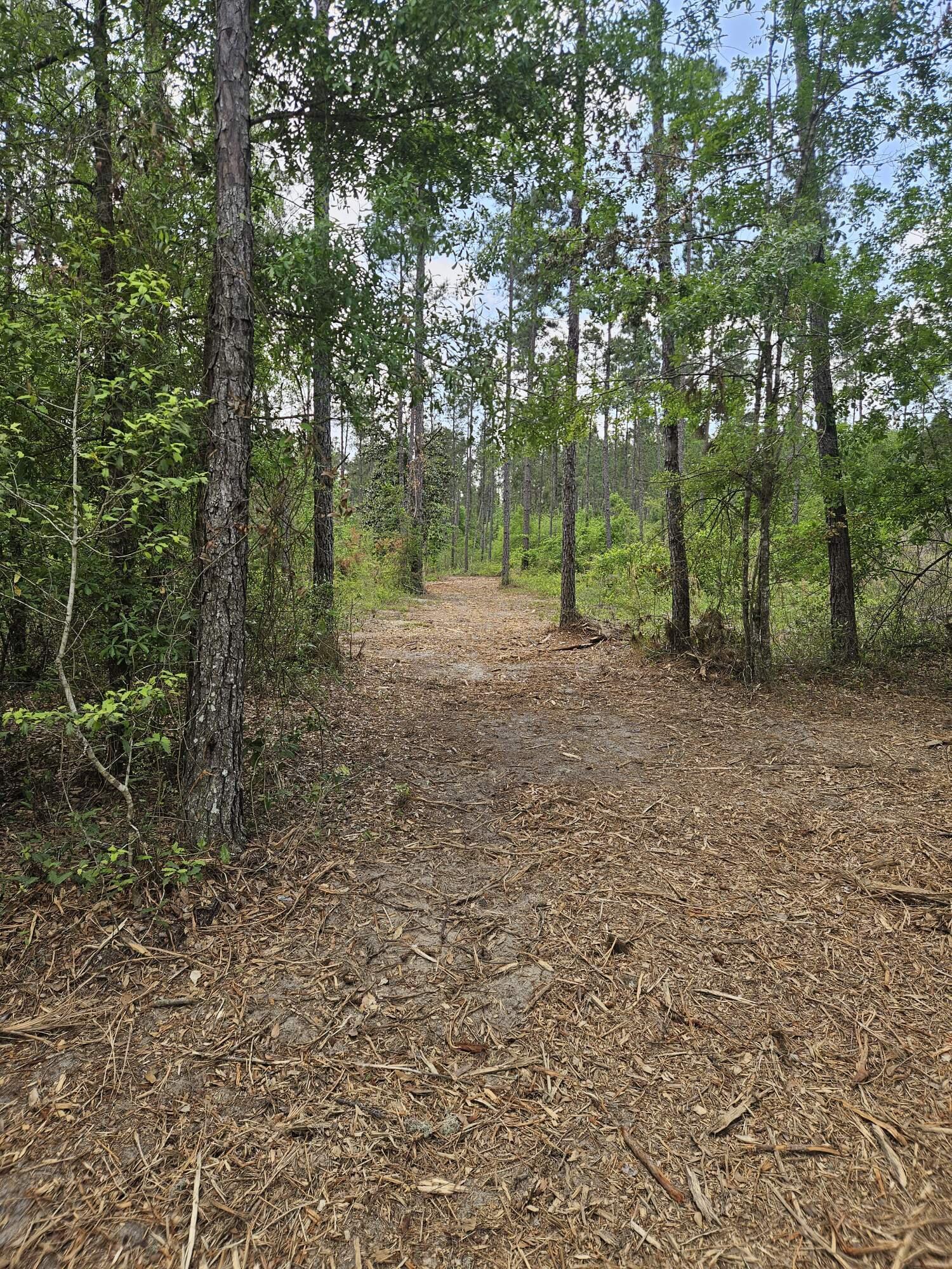 Welcome to your own slice of paradise!  Great private homesite on just over 31 acres  on a paved road and only a mile and a half from Interstate 10 via Hwy 71 in beautiful Marianna Florida.  Bring your building plans for that dream home or country getaway on a level tract of pine plantation.  Survey is available and electric access is available off of Rocky Creek Rd.  All of this with owner financing terms available.  Take a drive with your favorite real estate agent and have a look at this Jackson county gem!