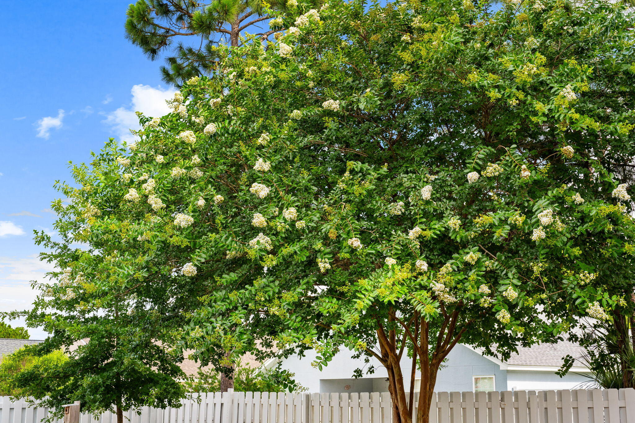 Palmetto Trace - Residential
