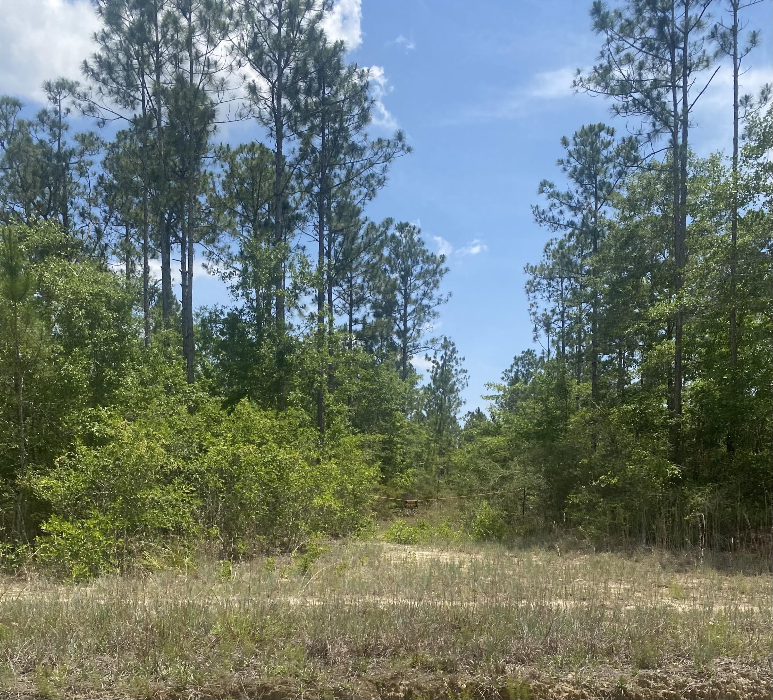 Large parcels like this in Freeport don't come along often.  83 Acres with planted pines no available for your next investment.  With close proximity to all the amenities Freeport has to often, this could be the one you've been waiting for to hit the market