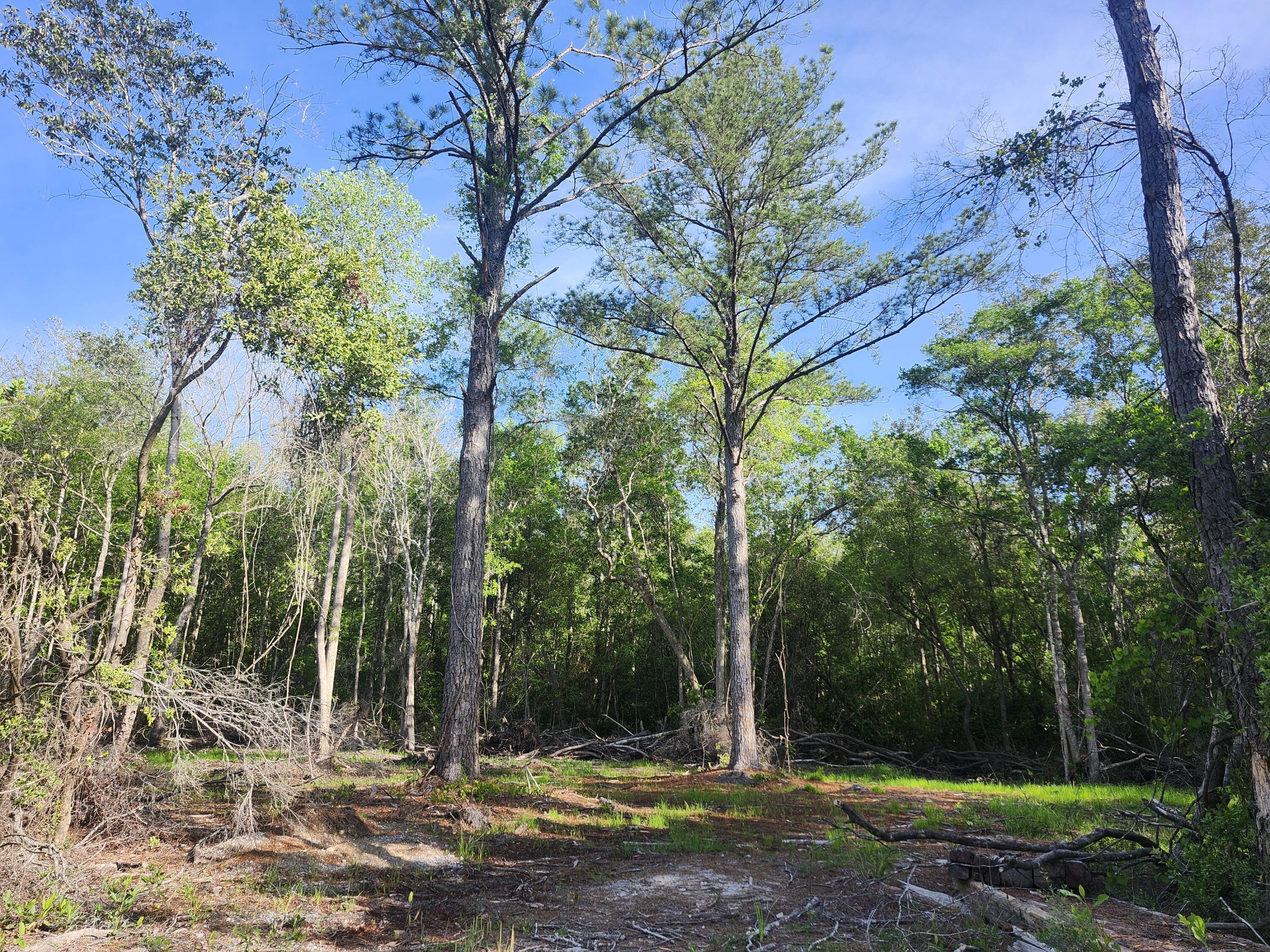 Stunning 165-acre wooded tract on Plantation Lane in DeFuniak Springs.  Zoned Agriculture, this property offers the perfect blend of recreational enjoyment, future homestead potential, and long-term investment opportunity. A homesite has already been cleared just off Plantation Lane and a new survey is in hand, giving you a head start on building your dream home, cabin, or weekend retreat. Maximum density with current zoning is one dwelling per 10 acres.  Toward the top of the parcel, you'll find a beautifully cleared 10-acre pasture ideal for livestock, food plots, equipment storage, or simply enjoying wide-open space surrounded by nature.

A rough-cut road runs from the bottom of the property all the way to the top. CHELCO power is available at the road, and public water is available as well, adding convenience to an otherwise private and peaceful setting.

For the outdoor enthusiast, this property is a dream. The land is loaded with wildlife, including deer, turkey, and hogs, making it an exceptional hunting property or private recreational escape. Whether you envision a family compound, hunting retreat, working homestead, or a legacy property to hold for generations, this Plantation Lane acreage offers the space, setting, and versatility to bring your vision to life.