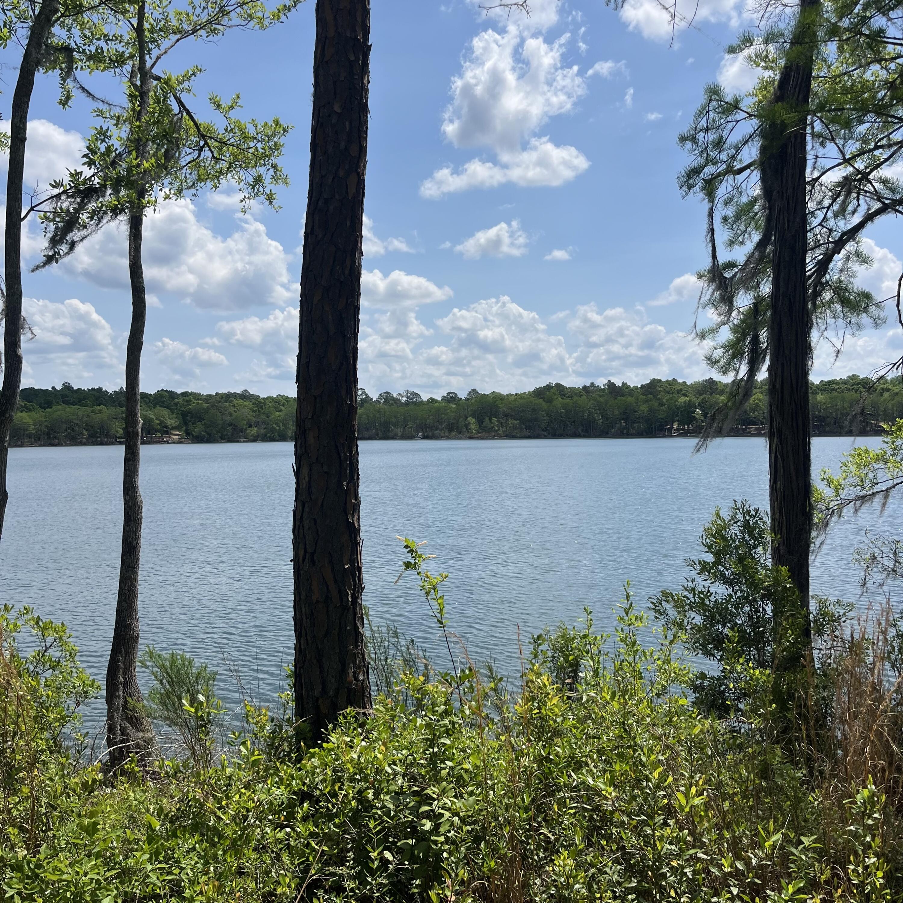 BLUE CYPRESS - Land