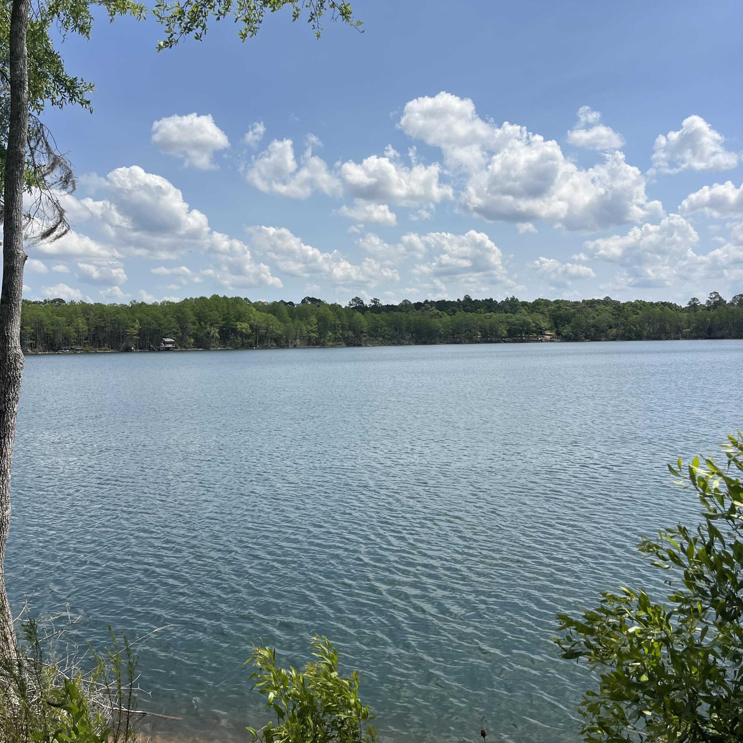 BLUE CYPRESS - Land