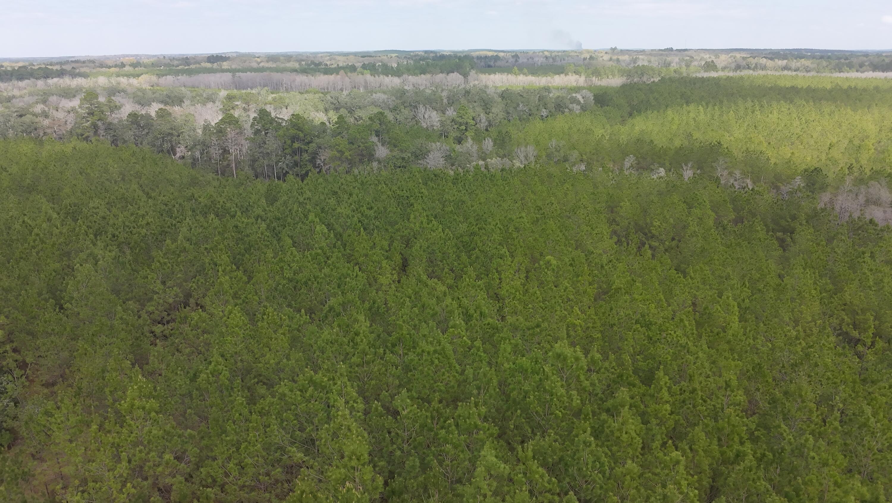 Dream Location for Country Living or Hunters Paradise either way you won't want to miss this opportunity! This Beautiful 37+/- Acres of prime land has so much to offer,Planted Pine- young pines. Bring your build plans, hunting gear, Horses and ATVS LOCATION LOCATION!!!! This Property has Easy Access to Panama City Beaches I-10, Hwy 79, and Hwy 90.Additional land available