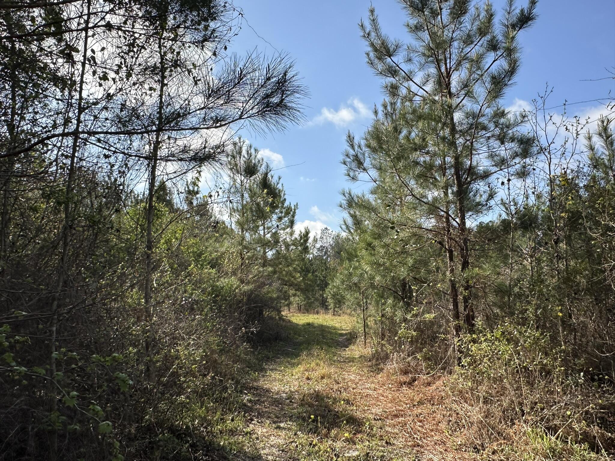 Located along Snider Ave. in Frisco City, Alabama, this approximately 15 +/- acre parcel offers a combination of open space and natural surroundings in Monroe County. With additional acreage to accommodate a variety of potential uses, the property may appeal to those seeking recreational land, a future homesite setting, or long-term land investment opportunities. The surrounding area reflects the character of South Alabama, known for its timberland, agricultural roots, and outdoor recreation. Frisco City is positioned within a region recognized for hunting, fishing, and rural land ownership opportunities while maintaining access to the larger communities and corridors that serve the area. Buyer to verify all information deemed important to purchase, including acreage, zoning, utilities, access, restrictions, and intended use.