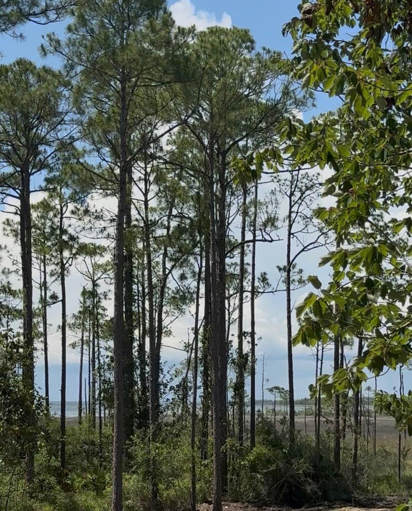 TOWN OF SANTA ROSA - Land