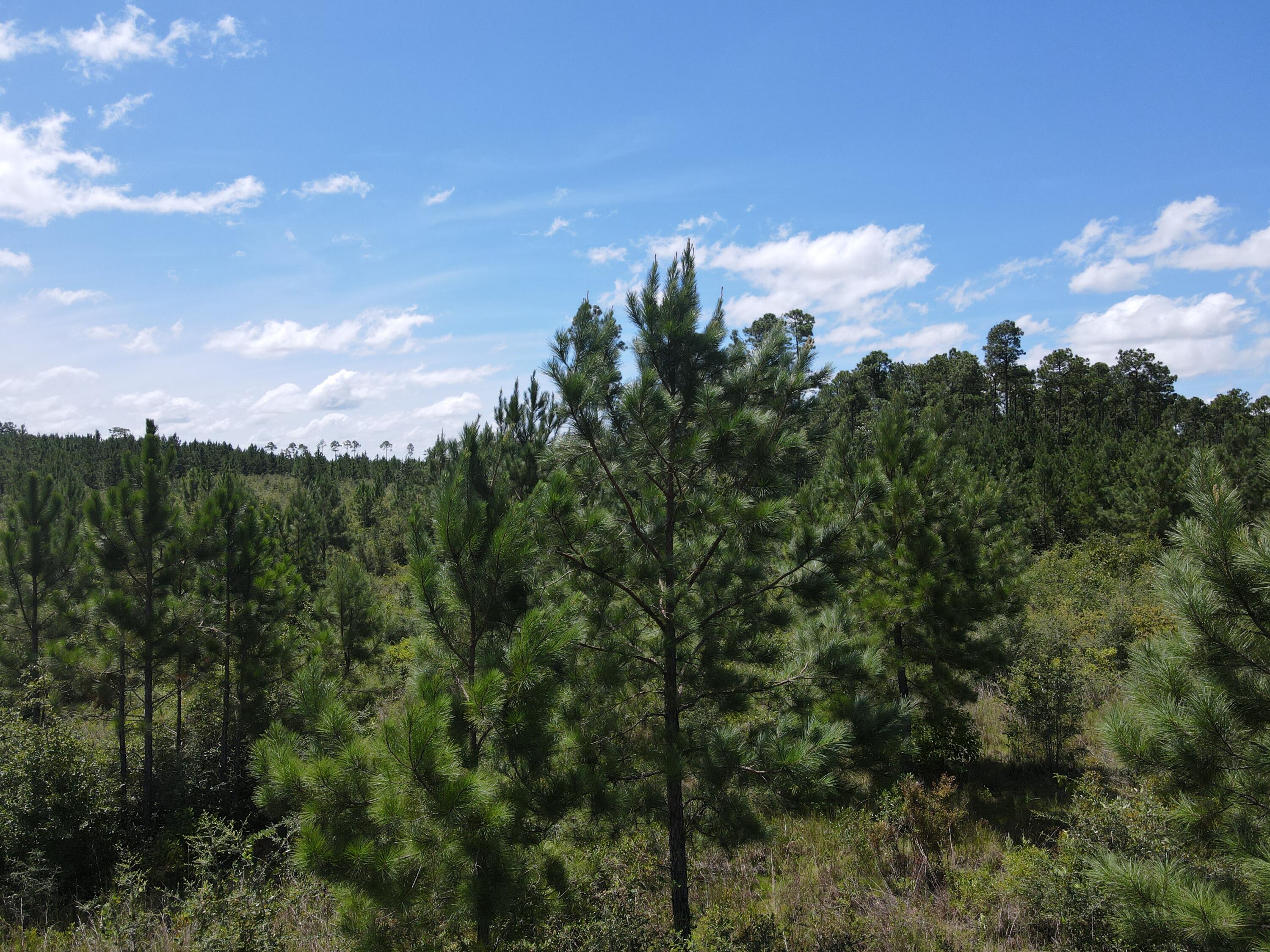 Secluded and serene 21 +/- acre parcel in north Santa Rosa county just off of Munson Hwy. Small stream runs across the front of the parcel from north to south. Plenty of settings to build your getaway or primary home with some peace and privacy or use it as a recreational/hunting tract. Ten minutes back to Milton, 10 minutes to the Blackwater River and canoeing, fishing,and hiking.  Or forty five minutes to the white, sandy beaches and emerald waters of Navarre Beach. Power is at the front edge of the parcel along the road. Drop a well and septic tank and you're in business in no time at all. Survey available.