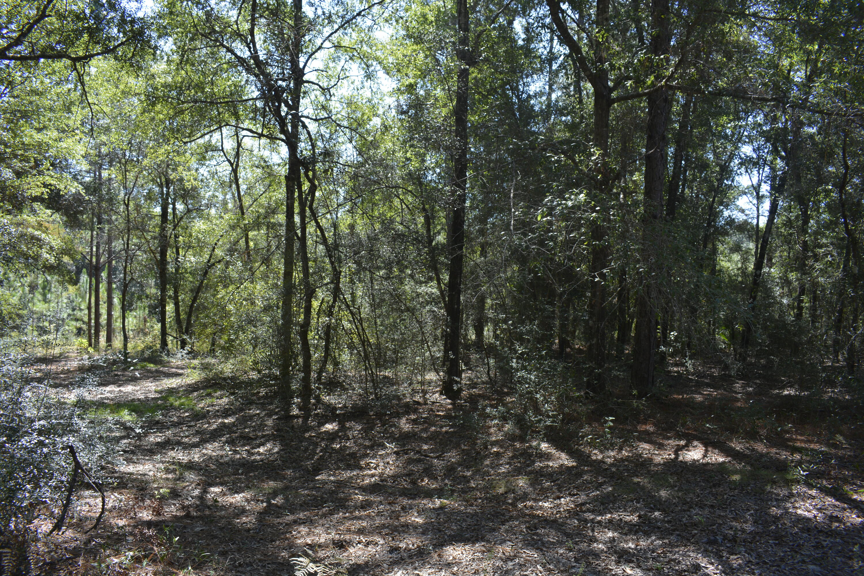Incredible opportunity to own acreage in the heart of Crestview - discover the perfect blend of peace, privacy & potential on this approximately 32-acre property! Location, Location, Location! Whether you're exploring development opportunities, dreaming of a quiet homestead, or simply seeking a private retreat surrounded by nature, this property checks every box. Lower county taxes with all the conveniences of city living. Wake up to birds chirping, spot deer down by the creek & enjoy your own slice of paradise while staying close to all the shopping, schools, hospital & restaurants just minutes away. The underbrush has been mostly cleared, making it easy to explore on foot or by UTV. Future Land Use is Low Density Residential.  *House and 1 acre also available.
