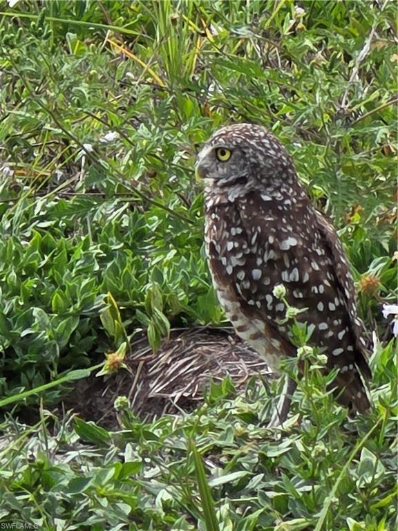 CAPE CORAL - Land