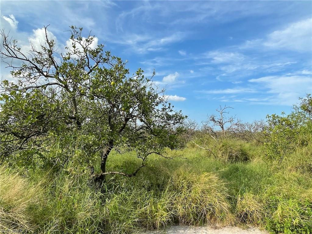 13.34 +/- acre older/dead grove, ripe for transitioning to a new endeavor. This property is zoned Ag-2, which allows for residential use in addition to agriculture, and has electric available along the irrigation canal at the south end. Besides citrus, there are many small farms in the area growing row crops and tropical fruit (lychee, mango, dragon fruit, passion fruit, etc.). Two neighboring 33 +/- acre parcels, one east and one directly across the canal, are available for a total of 93 +/- acres. Approximately 1 hour from RSW and 45 minutes from I-75 access, both southbound to Miami via SR 29 in Immokalee or northbound via SR 80 in Fort Myers. Property is in the Gerber Water District and subject to the Water District tax which is collected by the Hendry County Tax Collector and is used to maintain the roads, canals, and employ security. The roads are private and monitored by a security guard to prevent trespassing.
