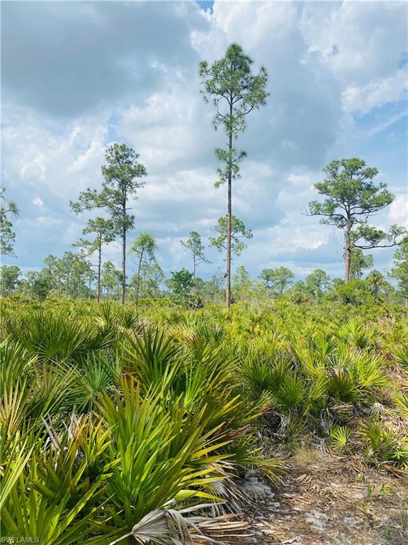 PUNTA GORDA - Land