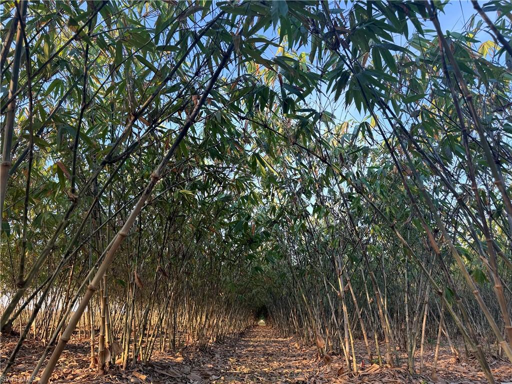 Beautifully maintained 13.34 +/- acre bamboo farm and weekend getaway in private, agricultural area. Approximately 5 acres planted with 2,000+/- bamboo plants. The property includes a camper, tiki bar, deck, air conditioned shed (with finished interior), and multiple varieties of tropical fruit. This property is zoned Ag-2, which also allows residential use. The canal at the south end of the property is available for irrigation and serves as a natural border to the property. Besides citrus, there are many small farms in the area growing row crops and tropical fruit (lychee, mango, dragon fruit, passion fruit, etc.). Approximately 1 hour from RSW, and 45 minutes from I-75 via SR 29 in Immokalee or SR 80 in Fort Myers. Property is in the Gerber Water District and subject to the Water District tax which is collected by the Hendry County Tax Collector and is used to maintain the roads, canals, and employ security. The roads are private and monitored by a security guard to prevent trespassing.