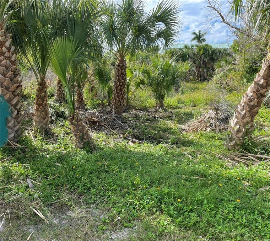 SEA OATS - Land