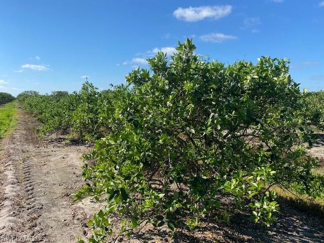 PUNTA GORDA - Land