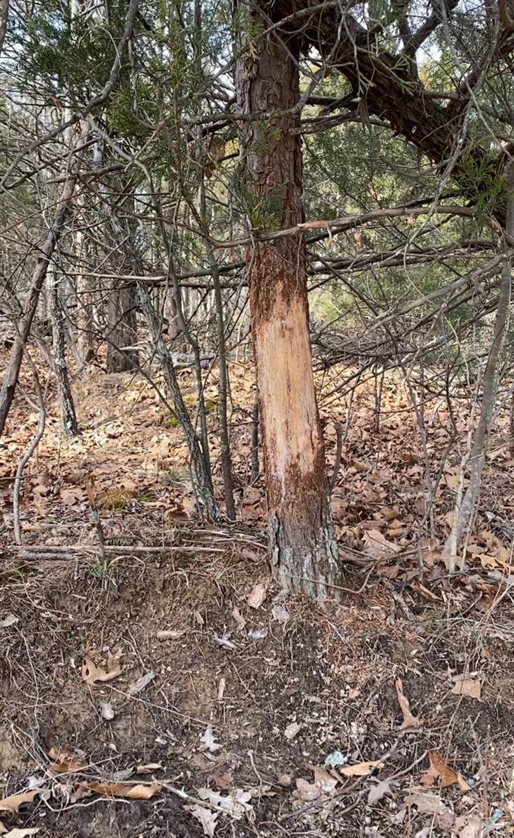 Great recreational tract of land or build your weekend or retirement home!  Less than a mile of gravel road to reach this rolling and wooded land that is perfect for a hunting camp or just a place to get away and enjoy nature!  Come and sharpen up on your marksmanship, have a bon fire or tool around on your ATV!