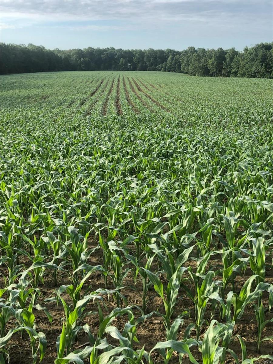 None - Farm