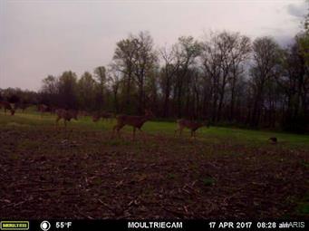 Pike County, Missouri is home to some of the best deer and turkey hunting in the world and this 40 +/- acre tract delivers on exactly what you expect from an area known for such. 

The 35 +/- acres of hardwoods provides exceptional bedding areas for whitetail deer with several prime stand locations making getting to and from your stand simple. The interior of the timber portion offers a ditch system that holds a large number of turkey. One walk across this tract and you will quickly realize this is a hunting paradise. 

Along the northern boundary the farm there are 5 acres of tillable ground which is currently used to produce income as well as provide food plots for hunting. 

This tract was once a part of a larger parcel which has been managed and produced trophy bucks.

Bottom line, you will not find a better hunting small tract in Pike County, Missouri.