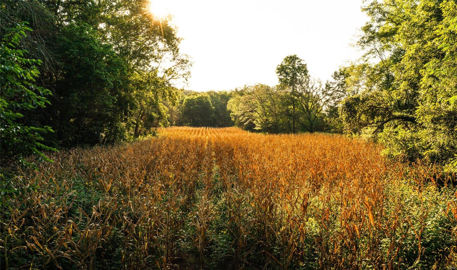 NONE - Farm