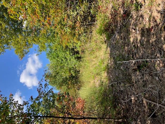 Use it for hunting! Use it for camping and exploring! Use it as a base camp for Ozarks adventuring! Or use it for a bugout location when the SHTF in the city. This 5+ acres might be just what you've been looking for and dreaming of ... your own piece of remote Ozarks for less than the price of a used car or truck. 
Less than 12 miles (15 minutes) from the historic Arcadia Valley, and only 40 minutes from Farmington, or about an hour from the St. Louis metro area. But once you're on the property all seems a world away!
You'll be tucked into the gently rolling hills, an ideal place to build a secluded home or cabin. Or just use it as a campsite and base camp for hunting. You'll find deer, turkey, small game like rabbits and squirrels, an occasional feral hog perhaps, and/or black bear. All have been documented either living on or passing through these woods.
If you're looking for an affordable getaway, this is the property for you.