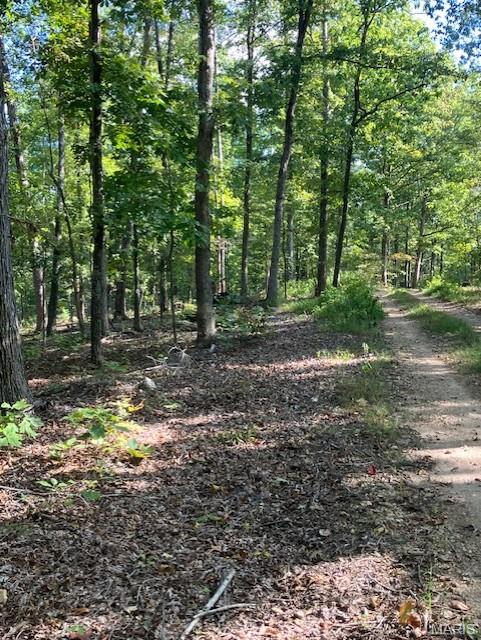 This 5.2 acre Ozark hideaway includes access to a nearby shared spring-fed stream, and sits within about a mile of Mark Twain National Forest. 
This affordable wooded oasis comes with NO restrictions, and can be had for less than the price of a used truck or SUV. And there's a nice deeded easement gravel road leading from the county road to your property.
Hunt, camp, build, ride ATVs on your own land, or fish or play in the shared creek section ... endless opportunities.
This property is wooded and rolling. You are within a mile of the 22,176-acre Mark Twain National Forest ... public ground where you can also hunt, ride and explore. All this, and only about 2 miles by road from U.S. 67.
Use this wooded, secluded property as a base camp for adventure. This and surrounding land is teeming with deer, turkey and small game, and the occasional feral hog or maybe a black bear.
There is additional acres available which adjoin this piece if interested.