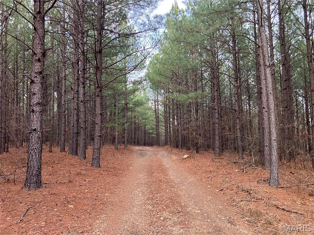 This great 6.687 acre Ozark hideaway consists of a great stand of mature pines which covers more than half the property. It would be an ideal location for a home, cabin or campsite. It also has deeded access to a nearby shared spring-fed stream, and sits within about a mile of Mark Twain National Forest. 
This affordable wooded oasis comes with NO restrictions, and can be had for less than the price of a new truck or SUV. And there's a nice deeded easement gravel road leading from the county road to your property.
Hunt, camp, build, ride ATVs on your own land, or fish or play in the shared creek section ... near endless opportunities.
This property is wooded (with that great stand of pines and the remainder in hardwoods) and about two thirds of the tract is relatively flat. You are within a mile of the 22,176-acre Mark Twain National Forest ... public ground where you can also hunt, ride and explore. All this, and only about 2 miles by road from U.S. 67.
Use this wooded, secluded property as a base camp for adventure. This and surrounding land is teeming with deer, turkey and small game, and the occasional feral hog or maybe a black bear.
There is additional acres available which adjoin this piece if interested.