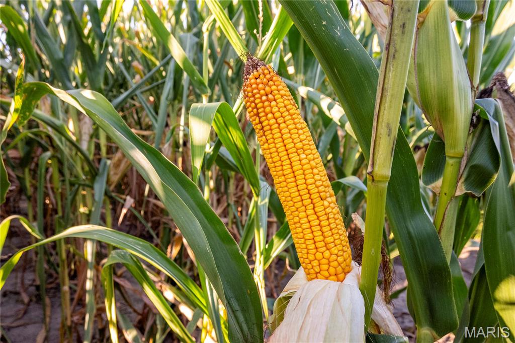 NA - Farm