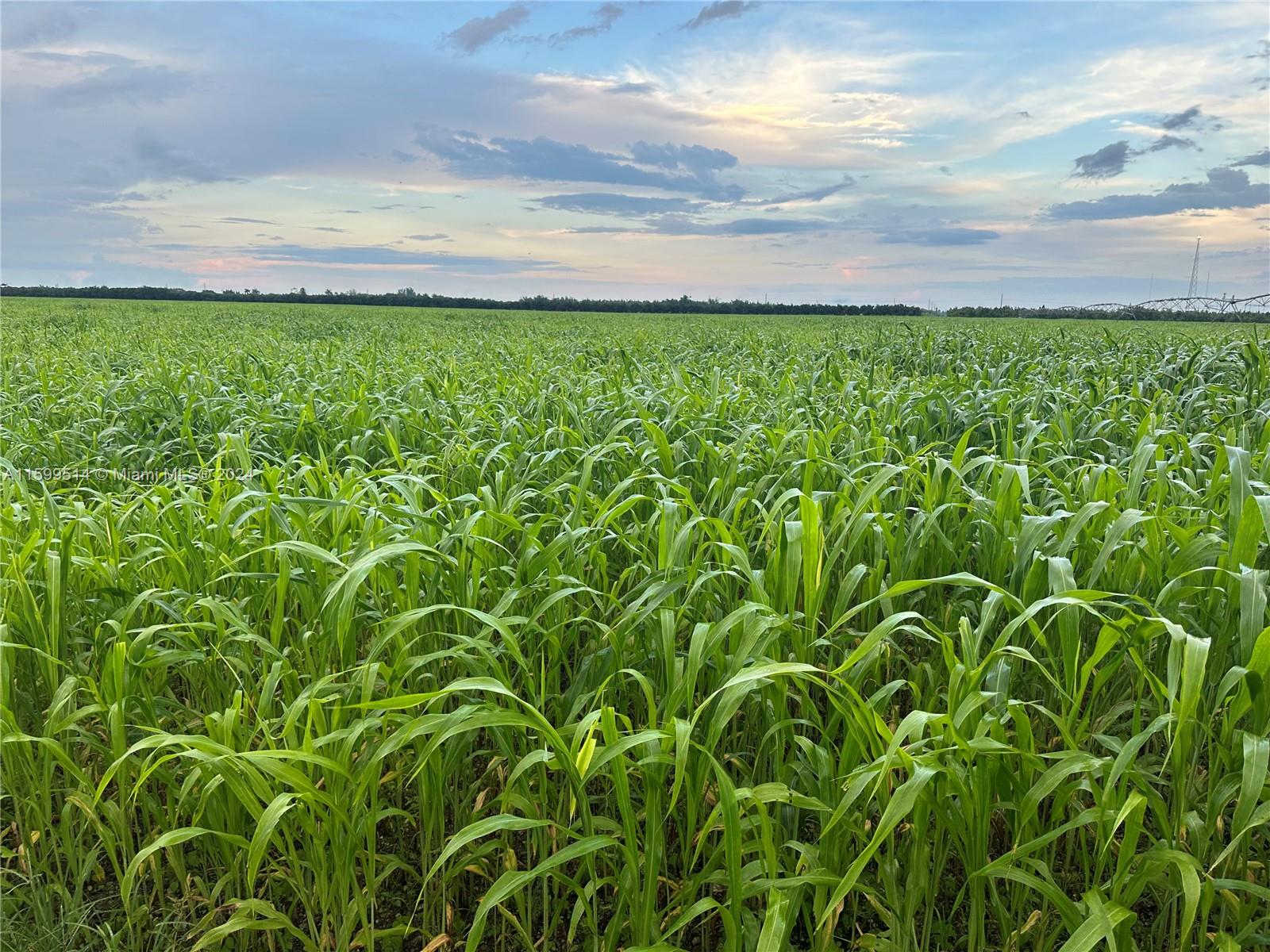 INVESTMENT OPPORTUNITY. Total of 80.075 acres located close to EU-M zoned community.