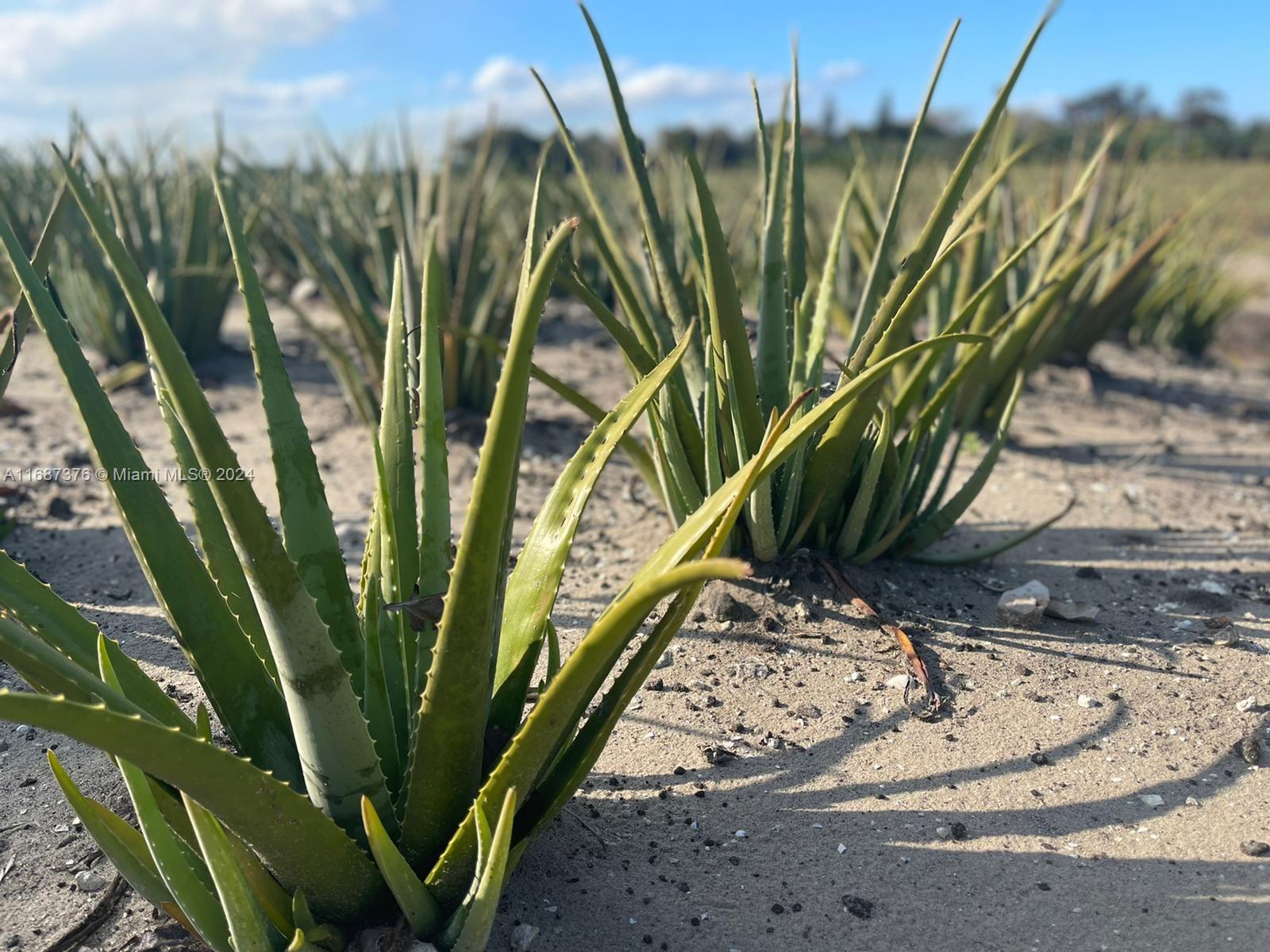 INCOME PRODUCING PROPERTY!!! 32 acres of Farm Land in Palm Beach County. just off US 27 , 1 1/2 hr. drive from Miami. Property currently has Aloe, plantains, Sugar Cane and other fruit trees. Property has its own irrigation system as well as 2460 sq. ft. warehouse. Fully equipped  824 sq ft 3 bed/ 3bath apartment; 3-phase power available 240v/120v. Produces $1,500,000 gross with a gross return of 928K Purchase includes Diesel Pumps, Electrical Pumps, Tractor and all equipment necessary to conduct business.  All other equipment can be negotiated if the price is right.  This Aloe vera farm has been in existence for over 35 years with major box stores as their clients.  THis is the only Aloe Vera Farm currently in Florida .