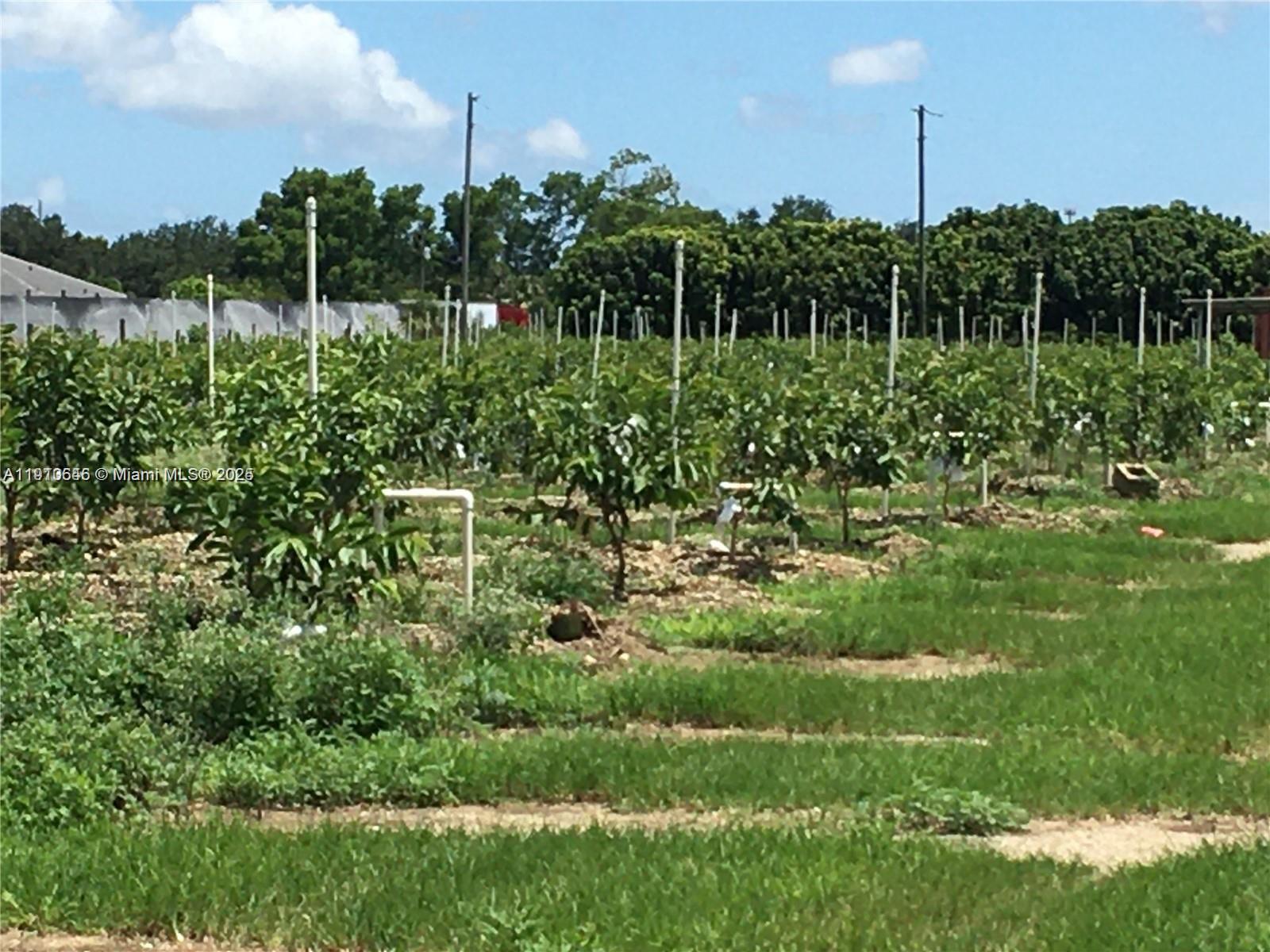 Great Redland location! Build a dream home + a guest house on this 5 ac w/ 450 Guava trees! Property has Agricultural exemption. Guavas are tropical trees originating in Central America. Their fruits are oval in shape with light green or yellow skin and contain edible seeds. What's more, guava leaves are used as an herbal tea and the leaf extract as a supplement. Guava fruits are rich in antioxidants, vitamin C, potassium, and fiber. Guava is a common tropical fruit cultivated in many tropical and subtropical regions. The common guava Psidium guajava is a small tree in the myrtle family, native to Mexico, Central America, the Caribbean and northern South America. Field is fenced & irrigated. A small shed houses the diesel electric start pump. Obtain a loan with the Farm Credit Bureau!