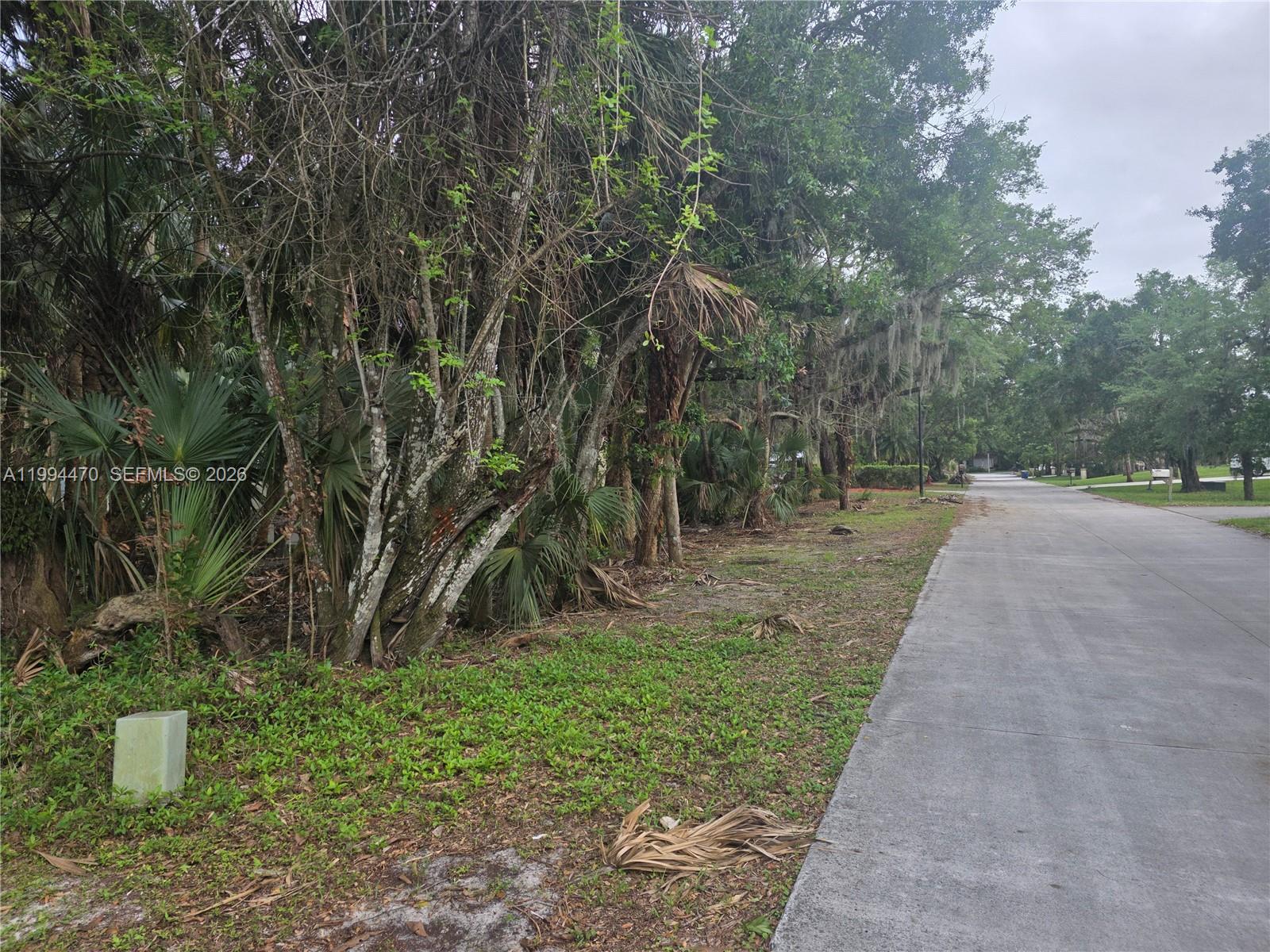 RAINTREE FOREST (UNRECORD - Land
