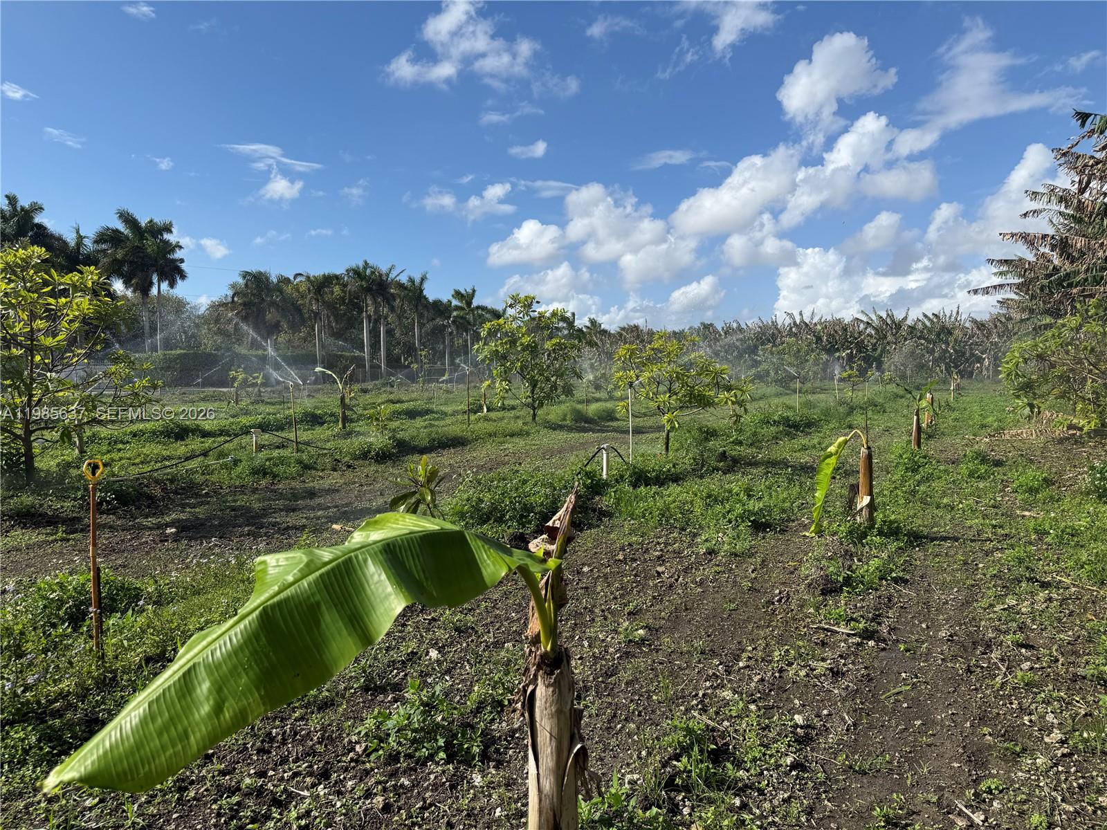 Lote agrícola con infraestructura: ¡Electricidad y agua listas en The Redland! Erreno Productivo con Mamey, Plátano y Servicios

Invierta en un lote que ya genera frutos y cuenta con la infraestructura necesaria para el éxito.

Servicios: Equipado con Electricidad y Agua.

Cultivos: Plantación establecida de Mamey y Plátano, dos de los productos más cotizados de la zona.

Riego: Sistema de riego automatizado en toda la superficie.

Ventaja: La combinación de servicios y siembra madura garantiza una transición operativa inmediata. Uso estrictamente agrícola.