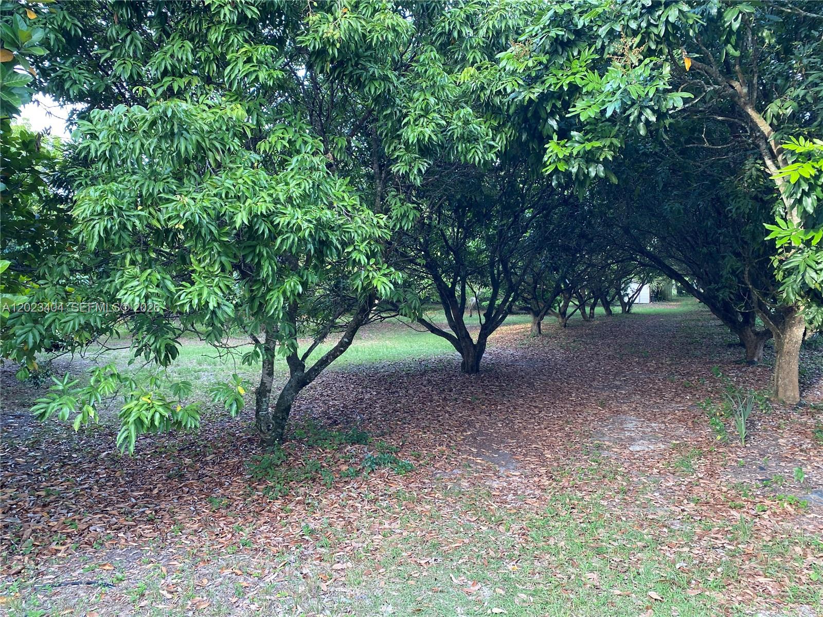 5 Acres Income producing Lychee and other fruit trees. Located at the corner of SW 197 Street and SW 165 Avenue. This property is very close to the Urban Development Boundary. Great Invest Hold for the Investor that is ok with holding for the right time. Property has irrigation system, with 2 pumps , one operated by electric the other a diesel pump.Could be operated as a Event Venue .The property is situated along the canal, with approximately 330 ft of footage.Buildable lot for 1 home and mother in law quarters, or hold for the possible expansion of the UDB and rezone property for multiple lotsThis is 5 acres of income producing tropical fruit trees. The types are: Lychee, 3 varieties (approx 150) Logan (~80) Jackfruit (~60) Sapote (~30) Coconut (~30) Sugar apple (5) Mamey (1) Avocado (1) Soursop (8) Rose apple (5) Star apple/caimito (5) Mango (7) June plum (3) Cherimoya (1) Thai Banana Dragon fruit. Egg fruit (2) Flower tree Half of the trees are at least 10 years old, remaining 5+ years. The approximate yield per year is 30,000 to 60,000 lbs. Two structures can be built on this property: a house up to 10,000 sq ft and a guest house. There is a canal in the back and the property is lined with a chain link fence. There is 1 large and 1 small access gate along 165th avenue. There are 2 irrigation systems: There are 6 wells. The land has power via FPL. There is 1 storage shed and 1 shaded structure. Access to the Florida Turnpike is being built 1/2 a mile away