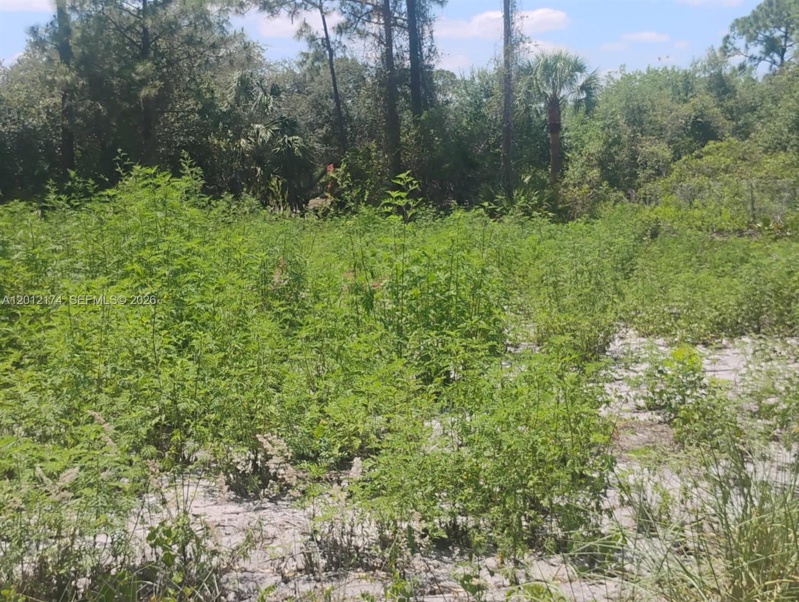THE WOODLAND S/D - Land