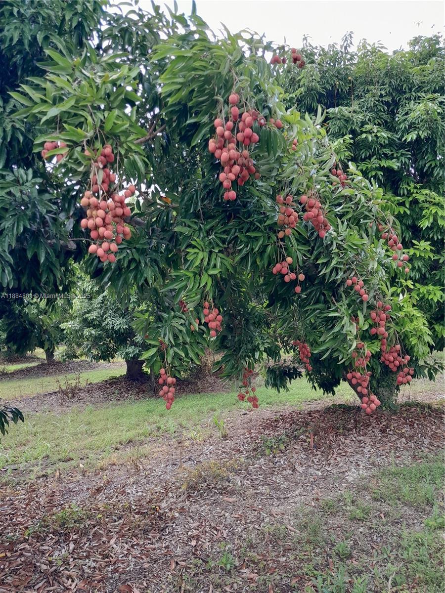 10 acre home/lychee grove - Residential