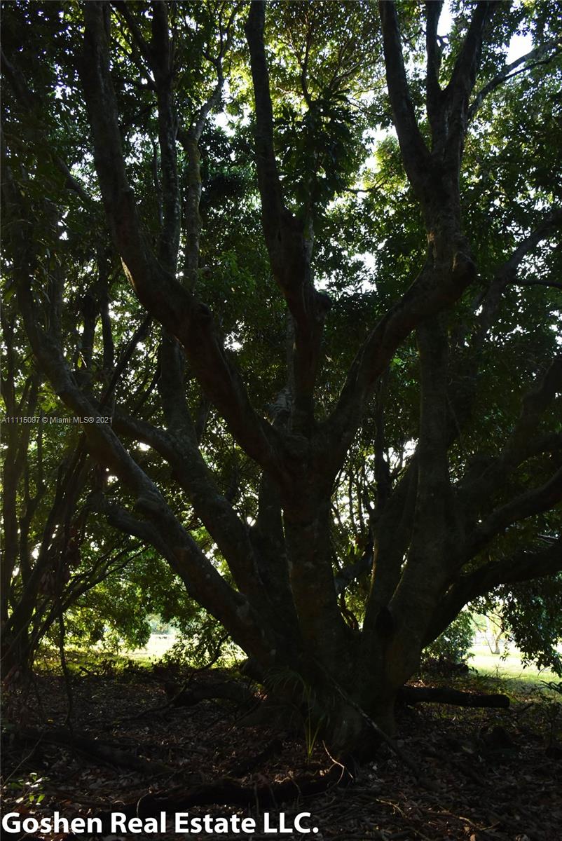LYCHEE WOODS PLAT - Land