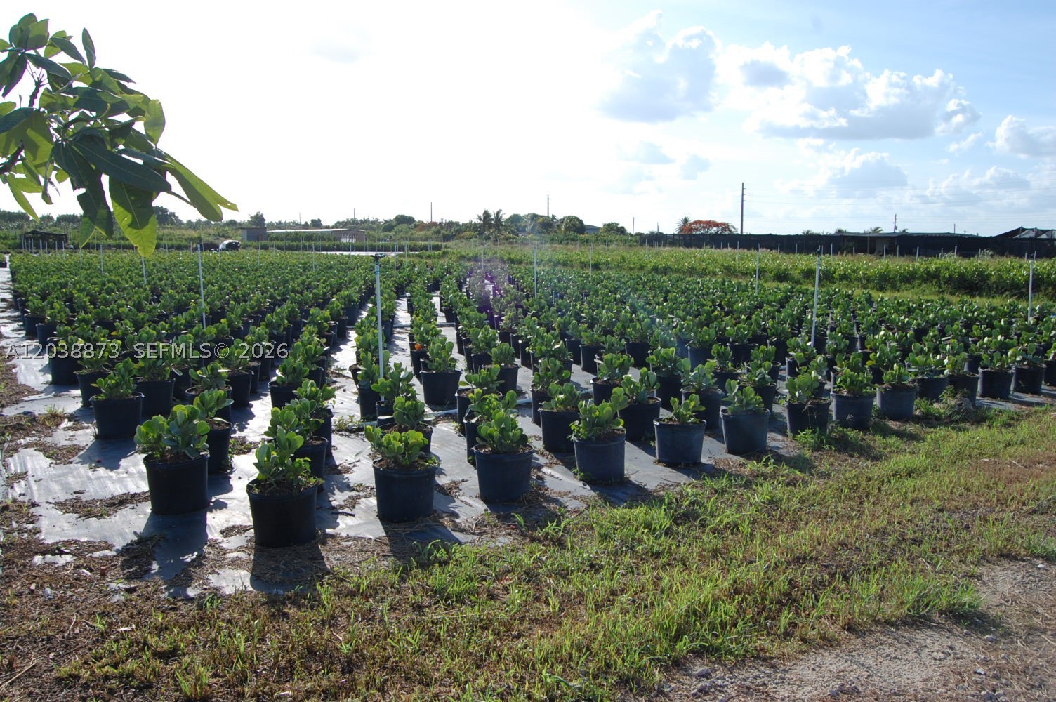 5 acres nursery business for sale, ALL INVENTORY INCLUDED. over 20,000 clusia natural fence plants available  in inventory, more than 20,000 nursery pots, club cadet tractor, 2 water pump for over 20 acres & much more  plant inventory!
