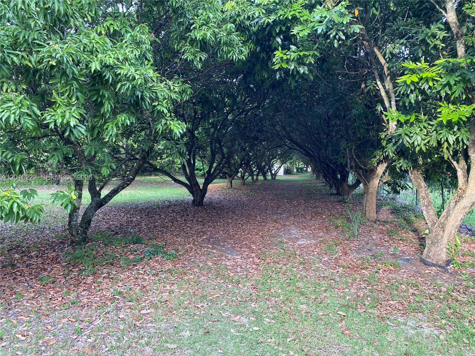 5 Acres Income producing Lychee and other fruit trees. Located at the corner of  SW 197 Street and SW 165 Avenue. This property is very close to the Urban Development Boundary. Great Invest Hold for the Investor that is ok with holding for the right time. Property has irrigation system, with 2 pumps , one operated by electric the other a diesel pump.Could be operated as a Event Venue .The property is situated along the canal, with approximately 330 ft of footage.Buildable lot for 1 home and mother in law quarters, or hold for the possible expansion of the UDB and rezone property for multiple lotsThis is 5 acres of income producing tropical fruit trees. The types are: Lychee, 3 varieties (approx 150) Logan (~80) Jackfruit (~60) Sapote (~30) Coconut (~30) Sugar apple (5) Mamey (1) Avocado (1) Soursop (8) Rose apple (5) Star apple/caimito (5) Mango (7) June plum (3) Cherimoya (1) Thai Banana Dragon fruit. Egg fruit (2) Flower tree Half of the trees are at least 10 years old, remaining 5+ years. The approximate yield per year is 30,000 to 60,000 lbs. Two structures can be built on this property: a house up to 10,000 sq ft and a guest house. There is a canal in the back and the property is lined with a chain link fence. There is 1 large and 1 small access gate along 165th avenue. There are 2 irrigation systems: There are 6 wells. The land has power via FPL. There is 1 storage shed and 1 shaded structure. Access to the Florida Turnpike is being built 1/2 a mile away.