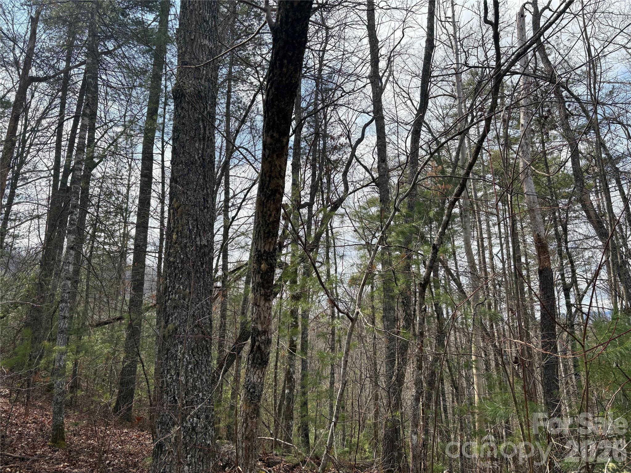 Laurel Creek - Land