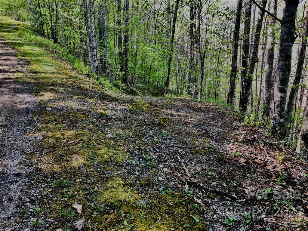 Trillium - Land